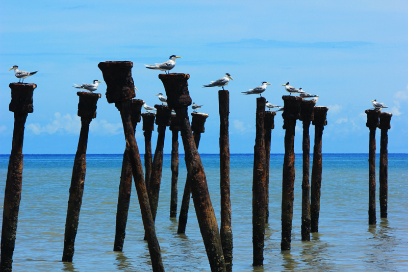Sunbathing-Birds in Teddys Beach