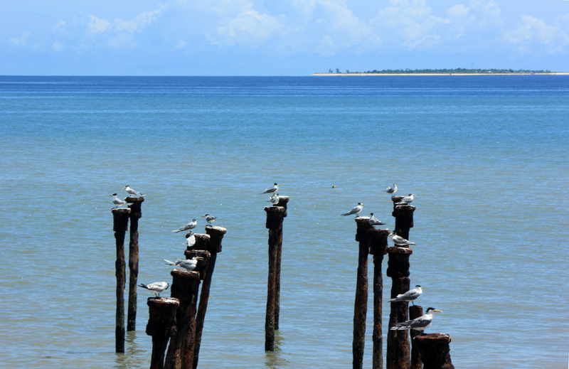 Sunbathing-Birds dengan latar Pulau Kera