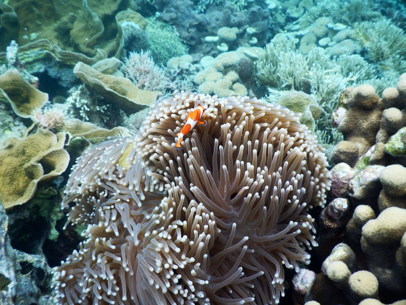 Nemo bersembunyi dibalik anemon