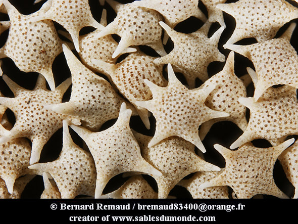 Pasir Baculogypsina sphaerulata diambil dari http://foraminifera.eu/single.php?no=1006541&aktion=suche
